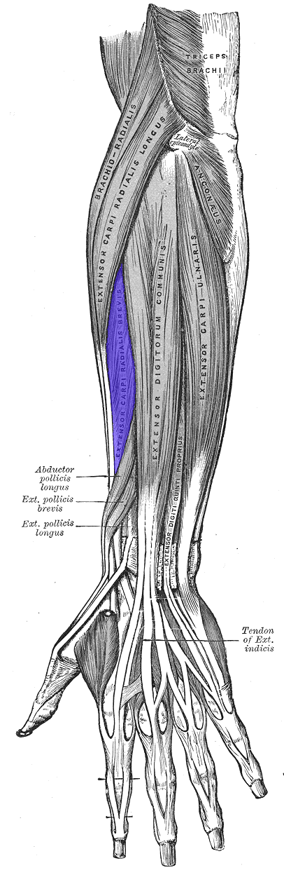 <p>Extensor Carpiradialis</p>