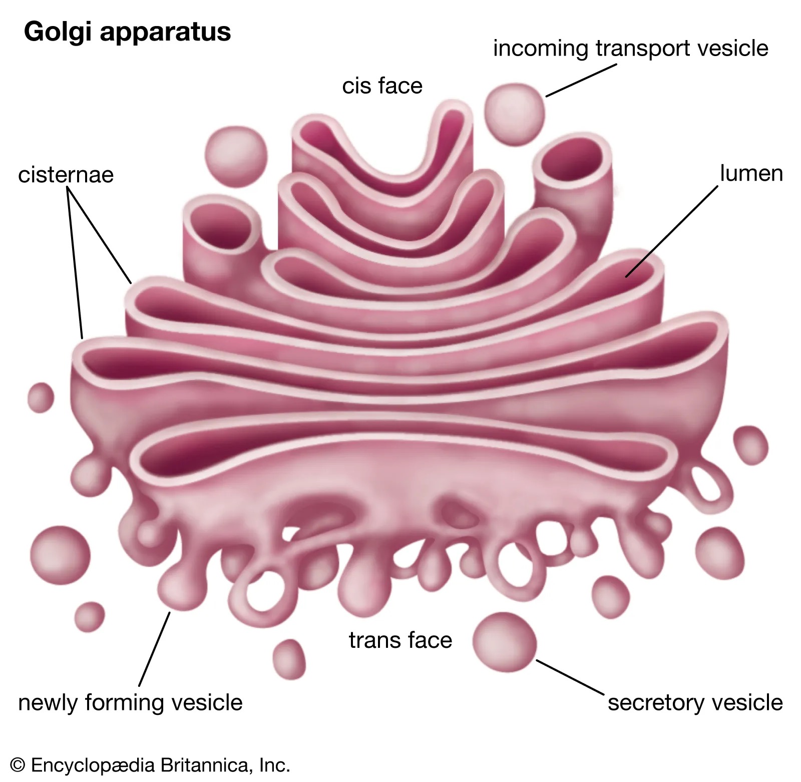 <p>Golgi Body (Including Vesicles)</p>