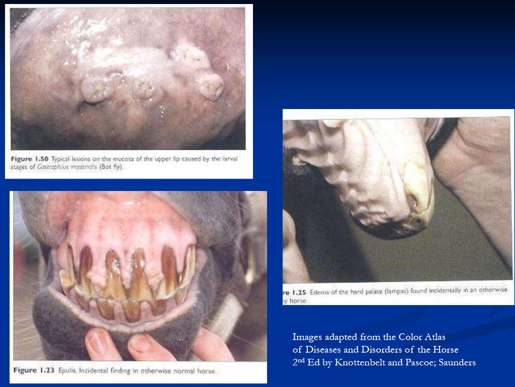 <p>other causes of stomatitis / glossitis </p>