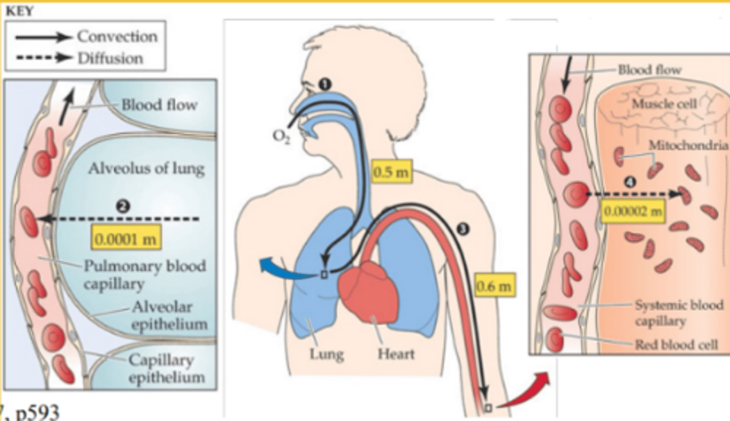 <p>-nutrients in the small intestine diffuse into the capillaries through the villi</p><p>-oxygen diffuses from the air in the alveoli into the blood in the capillaries and carbon dioxide diffuses from the blood in the capillaries into the air in the alveoli</p><p>-urea diffuses from cells into the blood or excretion in the kidney</p>