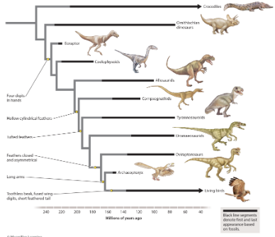 <p>evolutionary biologists place traits on tress to indicate when the traits evolved. Traits that are visible anatomical traits, such as having hollow cylindrical feathers , are referred to as _ traits.</p><p>developmental</p><p>morphological</p><p>molecular</p>