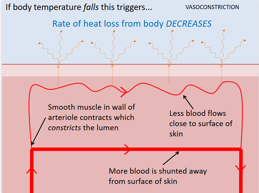 <ul><li><p>capillaries under your skin get (shut off)</p></li><li><p>takes blood away from surface of skin so less heat can be lost</p></li></ul><p></p>