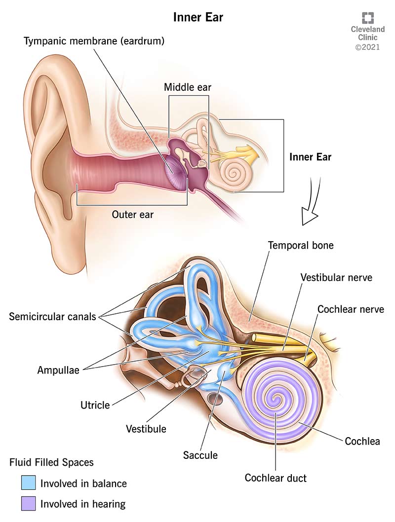 <p>contains <strong>cochlea, semicircular canals, vestibular sac</strong></p>