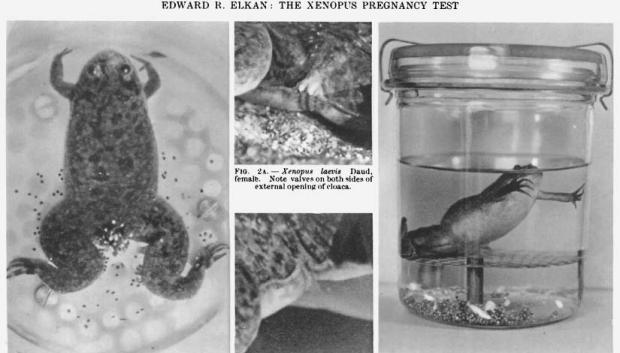<p>B. Ếch đực (<span data-name="male" data-type="emoji">♂</span>)</p>