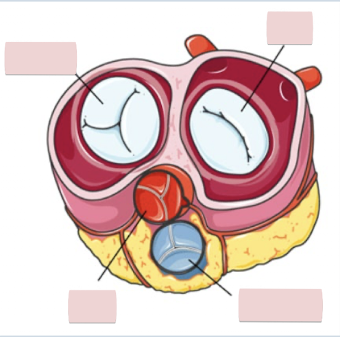 <p>Label the figure </p>