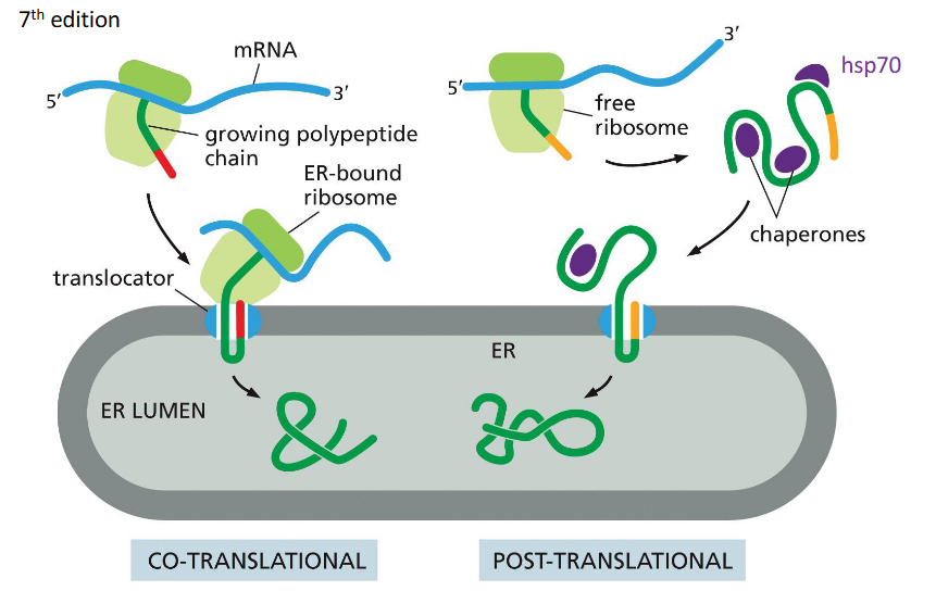 <p>Via “molecular ratcheting” by BiP, which pulls proteins into the ER lumen after synthesis.</p>