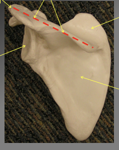 <p>Waht are the different components of the posterior angle of the scapula </p>