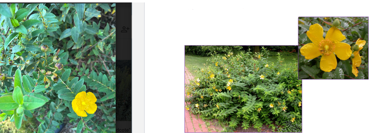 -rounded leaves
-leaves feel rubbery
-plant seems to droop
-biggest seedheads of hypericum spp.