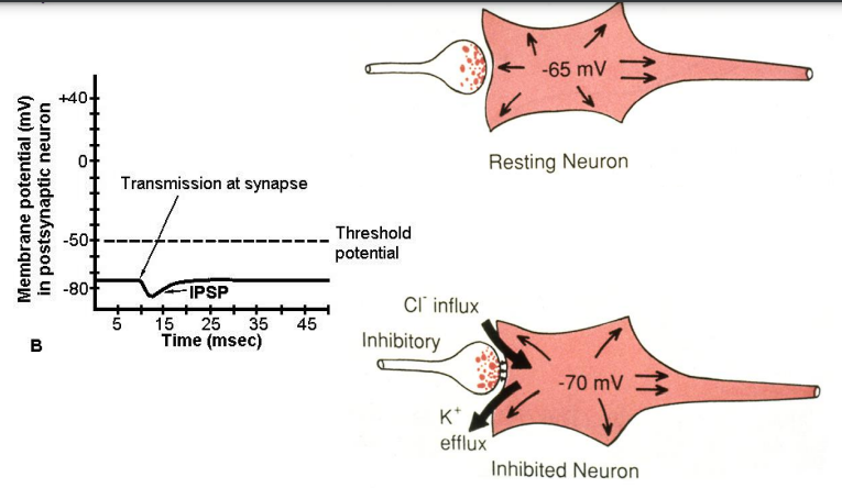 <p>– Postsynaptic receptor opens ion channels for <strong>chloride and/or potassium </strong></p><p>– Ions move in (chloride) and/or out (potassium), causing <strong>hyperpolarization </strong></p><p>– Amplitude may be apparently <strong>zero to 1 mV </strong></p><p>– Duration <strong>2 to 15 milliseconds</strong></p>