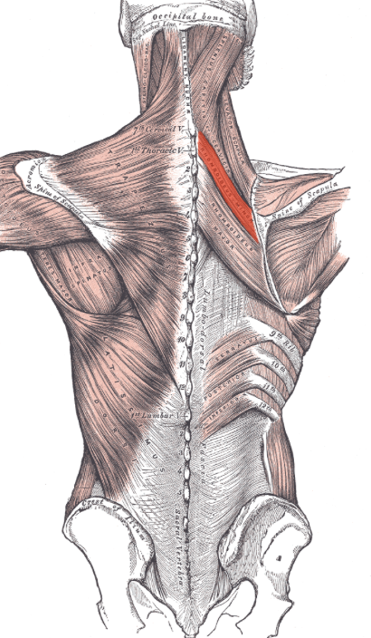 <p>back bone close to the spine (top)</p>