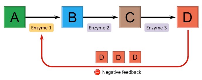 <p>End-product inhibition (feedback inhibition) is a form of negative feedback by which metabollic pathways can be controlled: the final product in a series of reactions inhibits the enzyme from an earlier step in the seauence by binding to its allosteric site a temporarily inactivating it (non-competitive inhibition).</p>