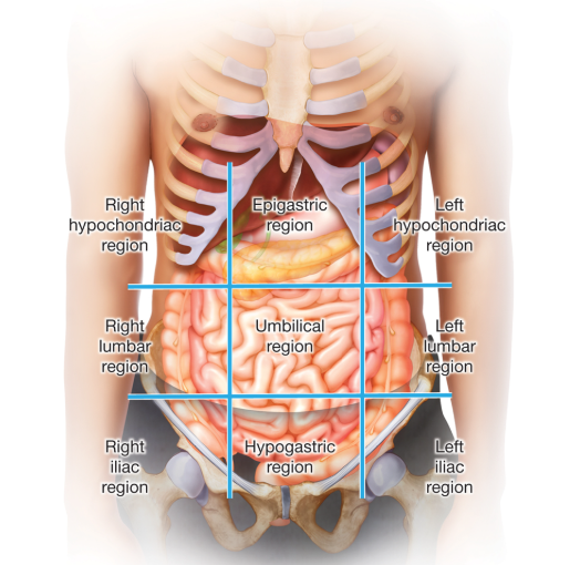 <p><span>The belly button serves as the intersection point for a horizontal and a vertical line, dividing the area into. The terms used to describe the quadrants refer to the left and right sides of the patient’s body, not the left and right sides from another person’s viewpoint.</span></p>