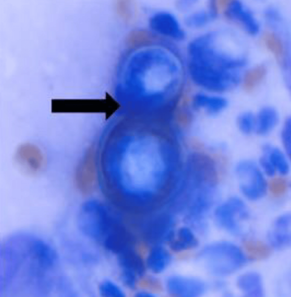 <p>Identify the organism and the size?</p>