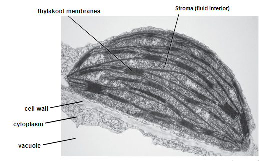 <p>chloroplasts perform photosynthesis which generates _____. </p><p>The ______ is the “cytoplasm“. It has ___ membranes, two boundary membranes and one internal thylakoid membrane.</p><p>stacks of thylakoids are called _____. Photosynthetic reactions occur in the _________ and ________</p>