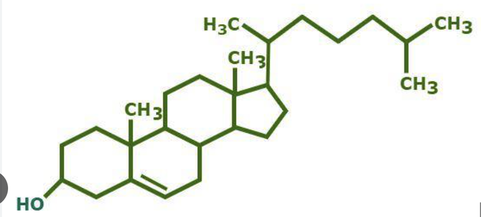 <p>cholesterol</p>