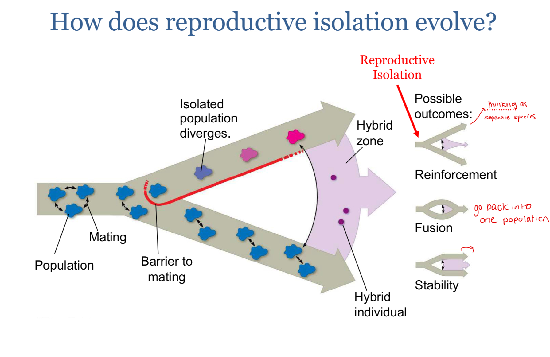 <p><span>How does reproductive Isolation evolve and what are the possible outcomes?</span></p>