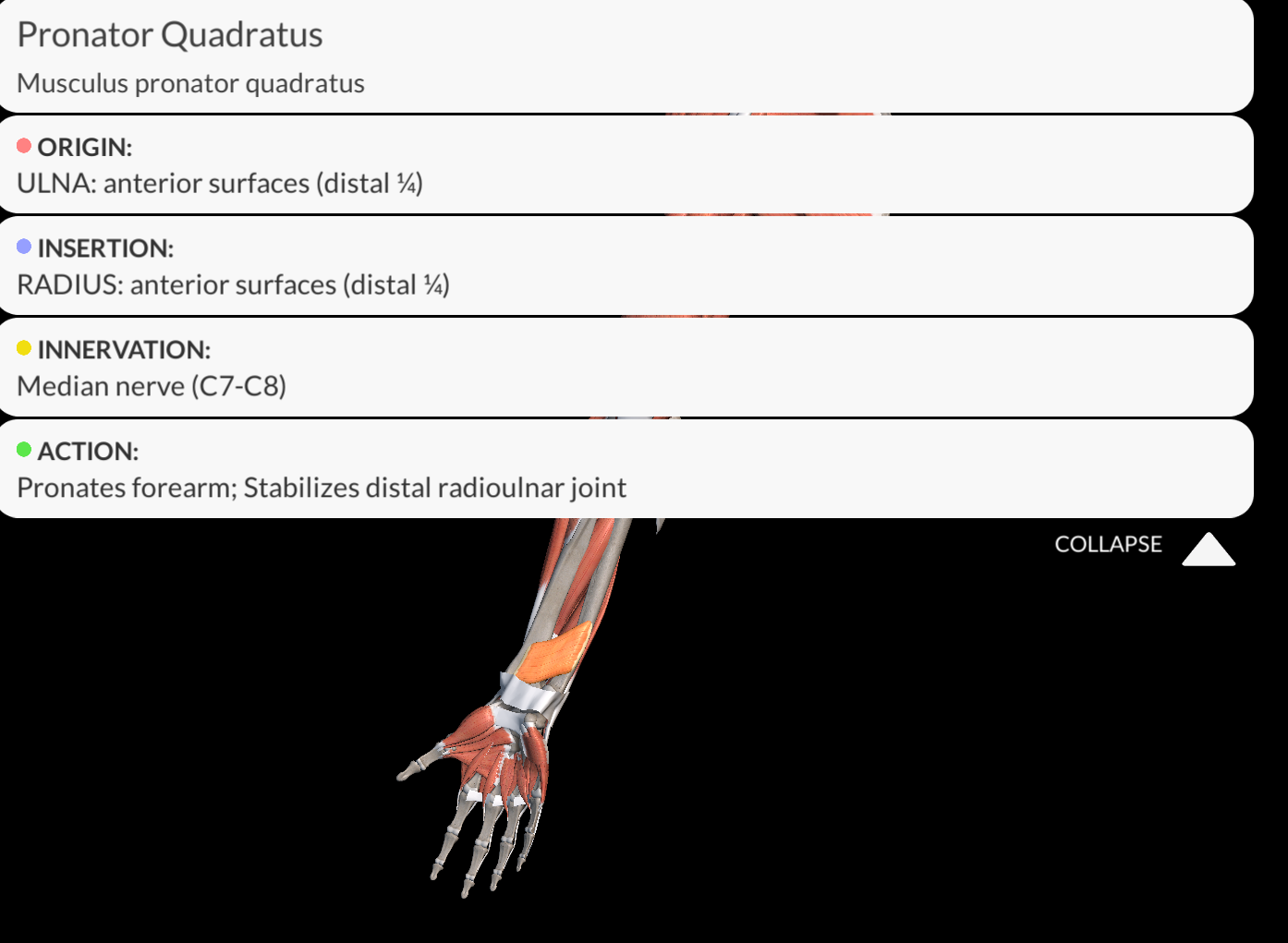 <p><strong><u>Origin</u></strong>: Distal part of the anterior surface of the ulna.</p><p><strong><u>Insertion</u></strong>: Anterior surface of the radius</p><p><strong><u>Innervation:</u></strong>  Median nerve</p><p><strong><u>Function</u></strong>: Pronation of the forearm</p>