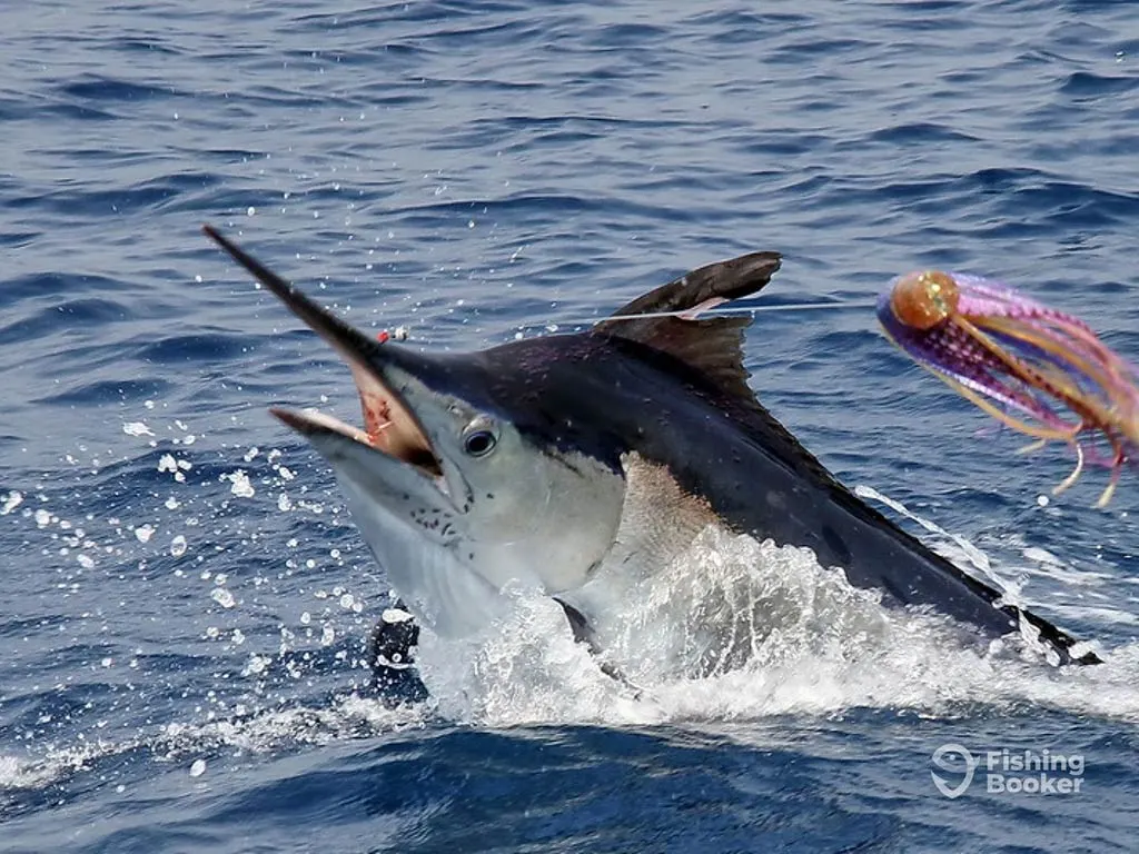 <p>saltwater fish</p>