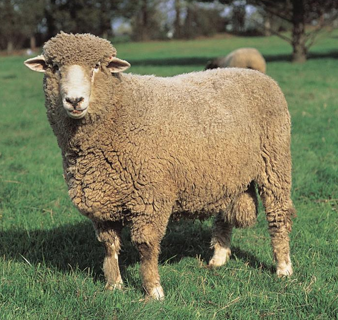 <p>What Category does this sheep belong to?</p><ul><li><p>It is a Corriedale</p></li></ul><p></p>