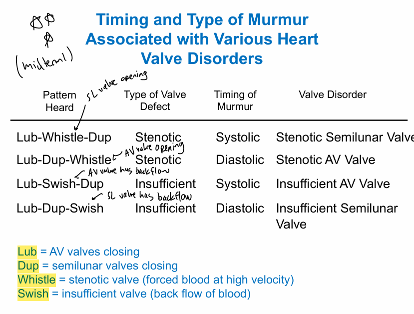 <ul><li><p>first heart sound- low-pitched, soft and long sound associated w/<strong>closure of AV valves </strong>(LUB)</p></li><li><p>second heart sound- high-pitched, sharp and short sound associated w/<strong>closing of semilunar valves </strong>(DUP)</p></li></ul><p></p><ul><li><p>murmurs- abnormal heart sounds; turbulent(irregular) flow of blood through malfunctioning valves (cardiac disease)</p></li><li><p>stenotic valve- stiff, narrow valve that doesn’t open fully; turbulent flow bc blood must be forced through at high speeds</p><ul><li><p>makes whistling sound upon opening </p></li></ul></li><li><p>insufficient valve- damaged valve that doesn’t close properly; turbulence occurs when blood flows backwards and collides w/blood moving in opp direction</p><ul><li><p>makes swishing sound after closing </p></li></ul></li></ul><p></p>