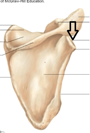 <p>what part of the scapula is this? (beneath the acromion)</p>