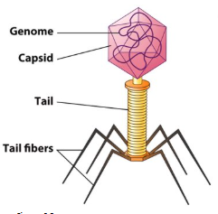 <p>The entire genome has 4 genes to create the capsid. It is very effective infectious particle that can go a lot of places.</p><p>Can be helical or icosahedral symmetry or be irregular or complex shapes.</p>