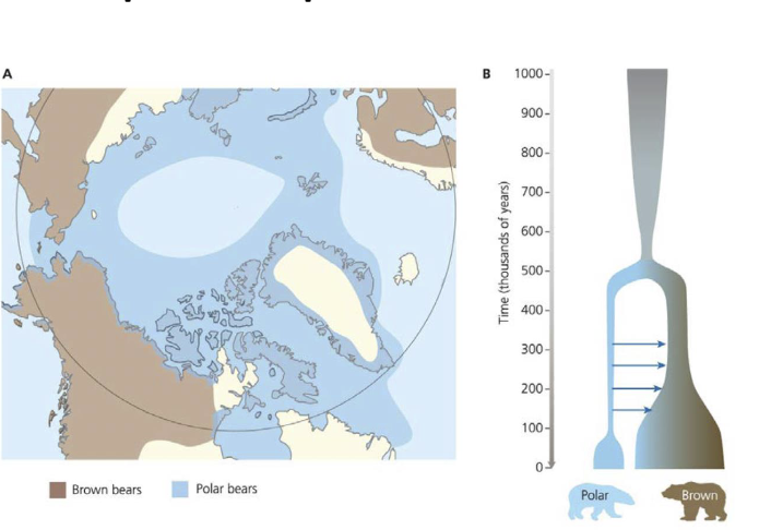 <ul><li><p><strong>Def:</strong> speciation that occurs when diverging populations have distributions (genes) that remain adjacent (similar) to one another without total geographic isolation</p><ul><li><p>an environmental or selection gradient forms across the total range of populations, causing population to diverge from one another </p></li></ul></li></ul><p></p>
