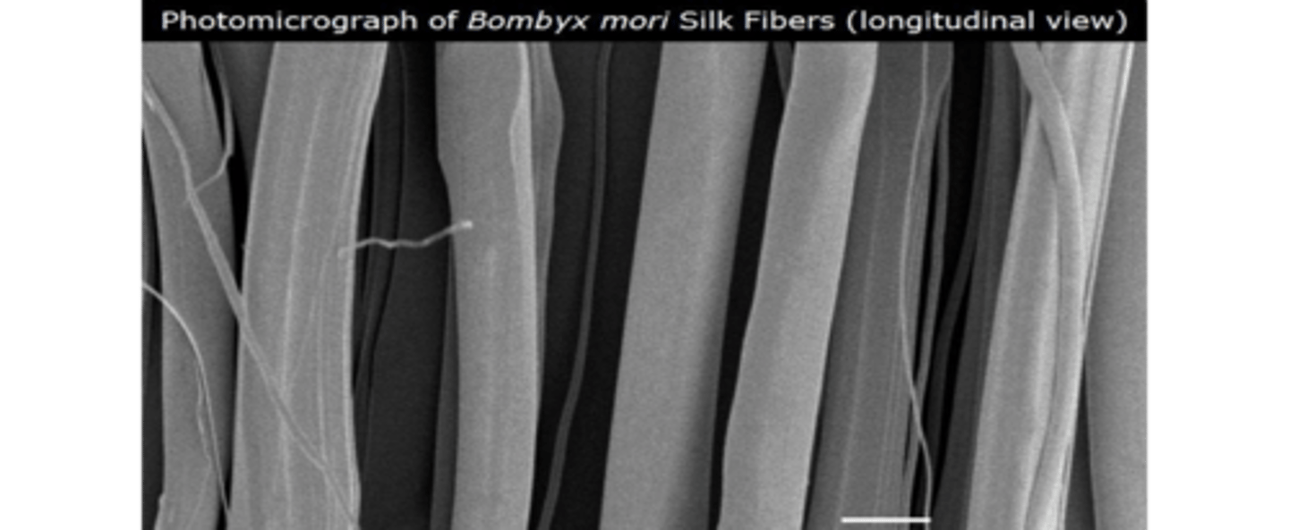 <p>What fiber is this?</p>