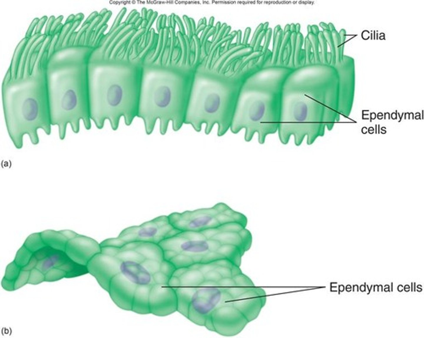 <p>Produce cerebrospinal fluid (CSF) and help circulate it in the brain's ventricles.</p>