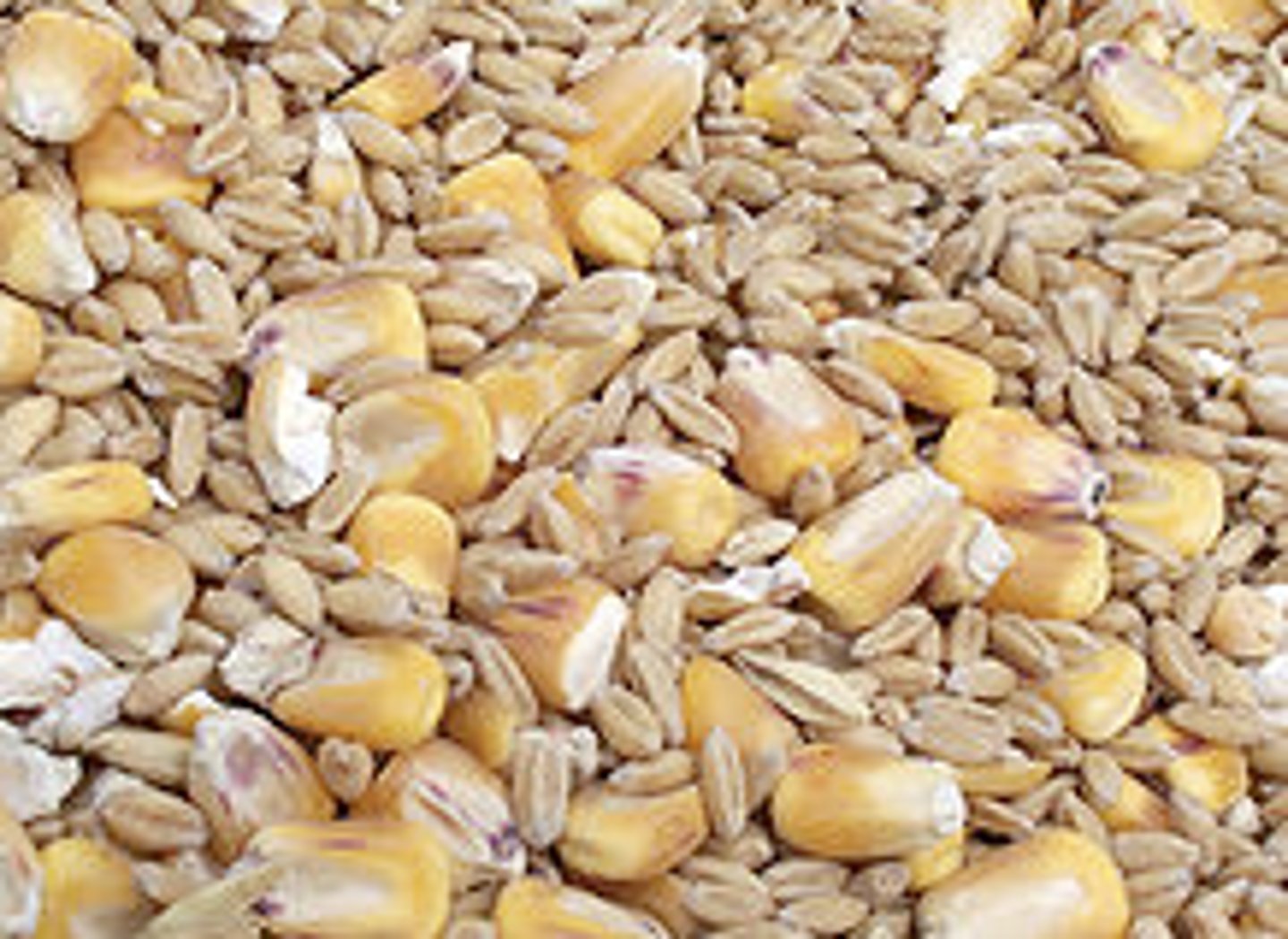 <p>a dry one-seeded fruit in which the ovary wall is united with the seed coat, typical of grasses and cereals</p>