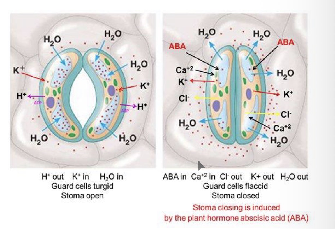 <ul><li><p>binds to receptors on cell surface membrane of guard cells</p></li><li><p>Inhibits proton pumps</p></li><li><p>Stops H+ leaving cell</p></li><li><p>Causes closure of K+ channel which were allowing K+ into cell</p></li></ul><ul><li><p>Solute conc in cytoplasm decreases, water potential becomes higher than epidermal cells and water moves out of cell</p></li><li><p>Guard cells become flaccid and stomata close. </p></li></ul><p></p>