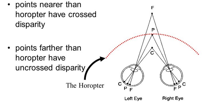 <p>retinal images fall on corresponding retinal points, the corresponding retinal points are located right of the fovea and they can all line up if you were to place your two eyes on top of one another</p>