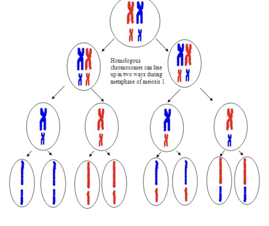 <p>A process that increases variation, in which maternal and paternal chromosomes are randomly distributed to each daughter cell. </p><p><em>(to clarify: means that each daughter cell has the same amount of chromosomes, but have a random mix of how many of the chromosomes are originally from the mum, and how many are originally from the dad)</em></p>