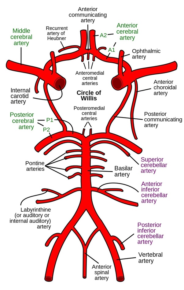<p>Made up of the vessels that carry blood and lymph fluid through the body:</p><ul><li><p>Aorta - Common carotid artery </p><ul><li><p>internal carotid - majority of blood goes to the brain</p><ul><li><p>anterior cerebral artery</p></li><li><p>middle cerebral artery</p></li></ul></li><li><p>external carotid </p></li></ul></li><li><p>Vertebral artery</p><ul><li><p>posterior cerebral artery </p></li></ul></li></ul>