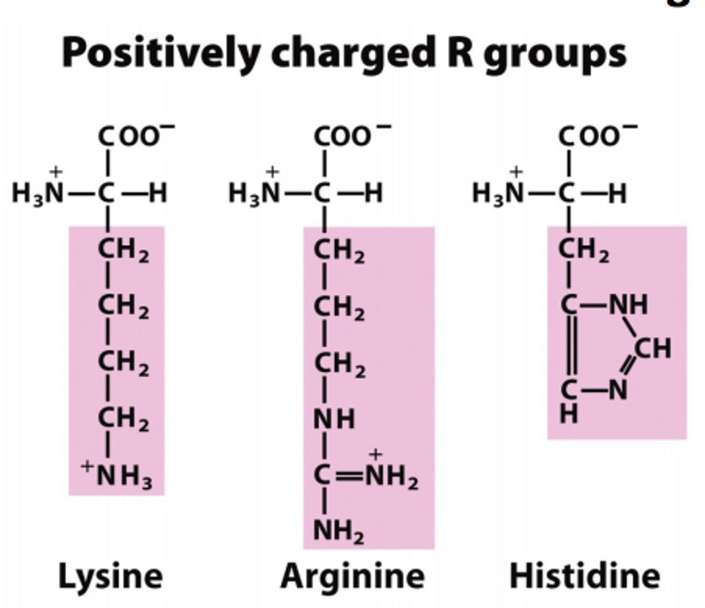 <p>positively charged</p>