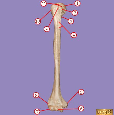 <p><span>Identify the bone.&nbsp; Write: right/left bone name.</span></p>