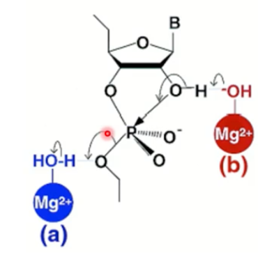 <p>Which metal ion catalysis is this? </p>