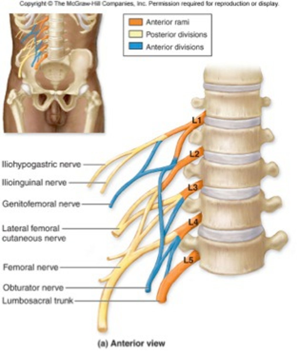 <p>branch of the L1 spinal nerve</p>