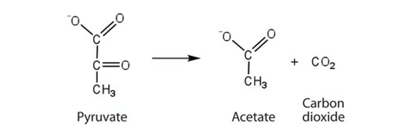 <p>A hydrolase that catalyzes the hydrolysis of lactose.</p>