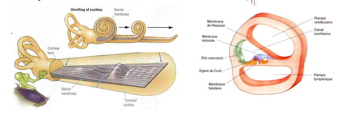 <p>-partie de l'oreille interne</p><ul><li><p>responsable de la perception des sons</p></li></ul><p></p>