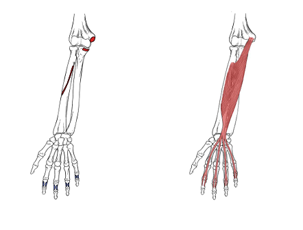 <p>What is the origin for the humeral head of flexor digitorium superficialis?</p>