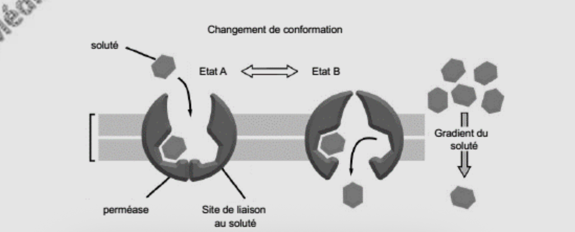 <p>Les perméases alternent entre un état A et un état B en fonction d’une signalisation : </p><ul><li><p>État A : la perméase expose ses sites de liaison d’un coté de la membrane : fixation de la molécule par complémentarité stérique </p></li><li><p>État B : la perméase expose ses sites de liaison de l'autre coté de la membrane et libère les solutés fixés </p></li></ul><p><= Changement de conformation réversible : peut avoir lieu dans les deux sens </p><p></p>