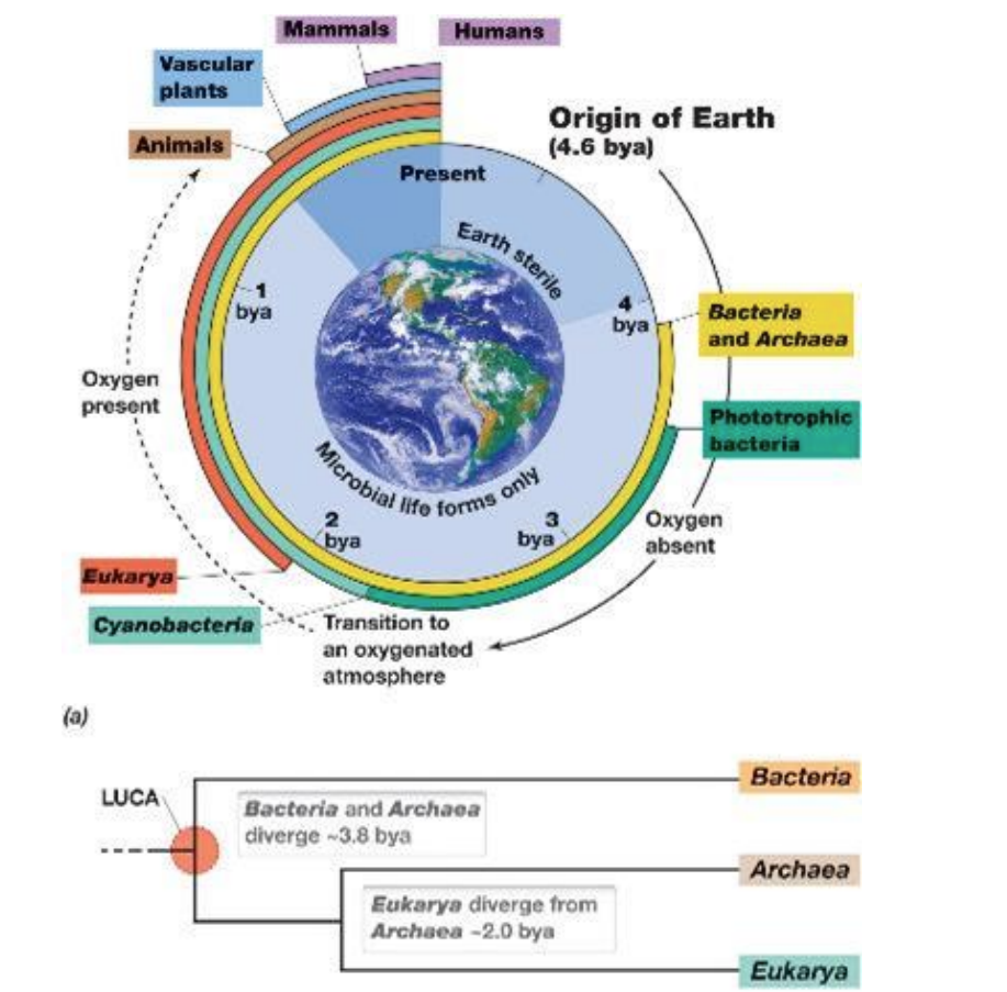 <p>• Earth is 4.6 billion years old. </p><p>• First cells appeared between 3.8 and 4.3 billion years ago. </p><p>• The atmosphere was<em><u> anoxic</u> </em>(no O2 ) until ~2.6 billion years ago.</p><p> • only<em><u> anaerobic</u></em> metabolisms</p>
