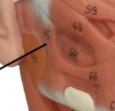 <ul><li><p>Muscle of Mastication</p></li><li><p><span style="color: red;"><span>Origin: zygomatic bone</span></span></p></li><li><p><span>Insertion: mandible</span></p></li><li><p><span>Action: elevates mandible</span></p></li></ul><p></p>
