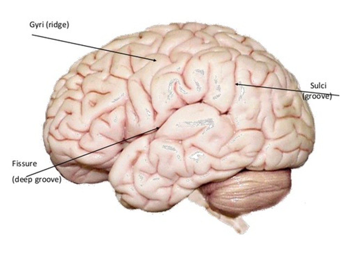 <p>-characterized by bumps and valleys<br>-gyri: bumps/ protruding parts<br>-sucli: shallow valley/ gaps (found between gyri)<br>-fissures: deeper valleys (have fewer of them)</p>