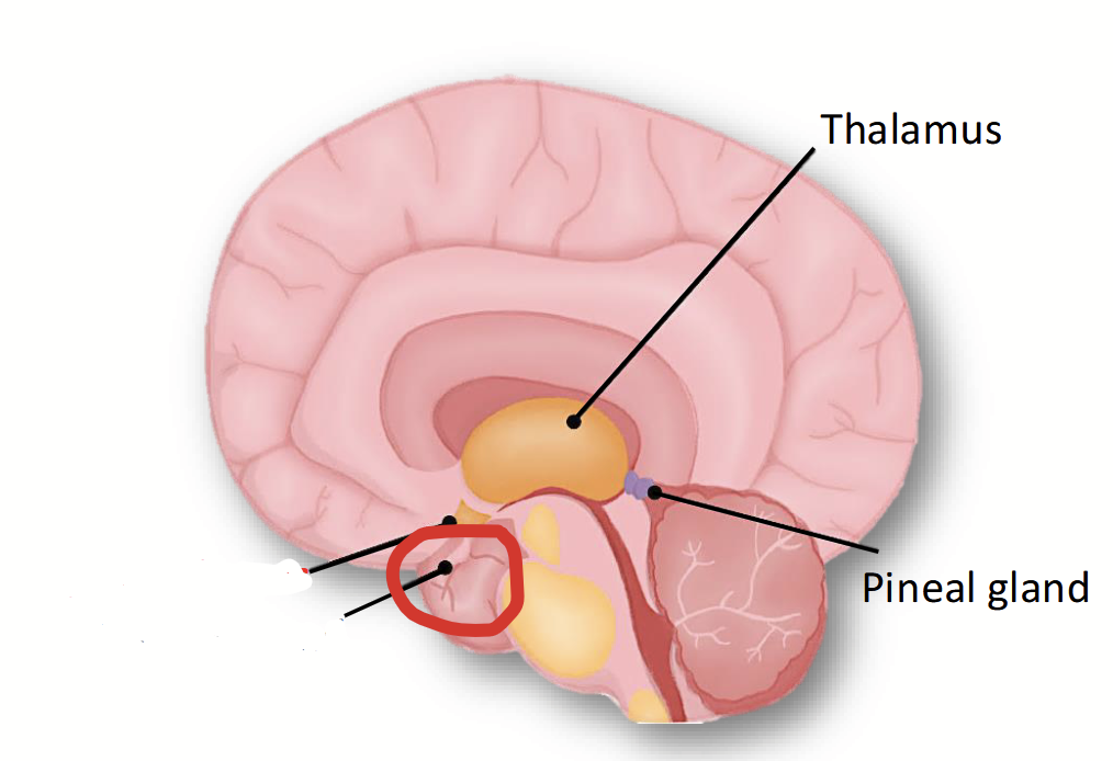 <p>Located ventral to the hypothalamus and is attached to it by a slander stalk. Also called the <strong>hypophysis</strong>.</p><p>Blood vessels and nerve fibres in the stalk enable the hypothalamus to control the activity of this gland and therefore most of the rest of the body. Its hormones direct the activity of other endocrine glands in the body.</p><p>Divided into two parts, with different structures, origins, and functions: anterior and posterior.</p>