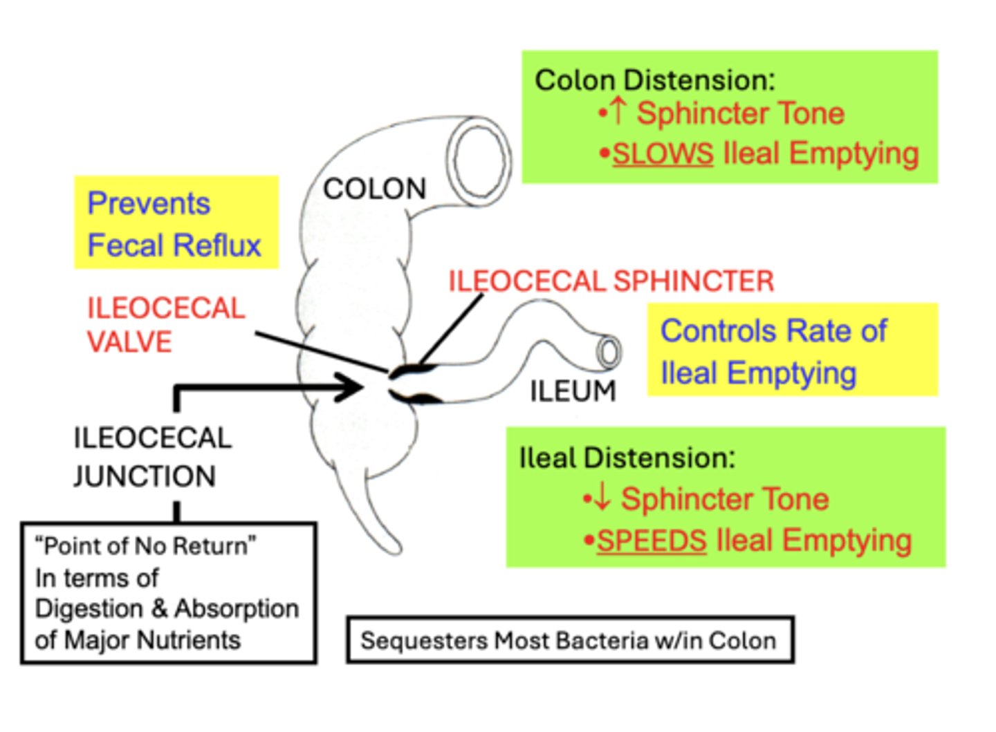 <p>distension of adjacent proximal (Ileum) or distal (Colon) intestinal regions modulate sphincter tone and ileal emptying rate:</p><p>Ileal Distension:</p><p>- decreases Sphincter Tone</p><p>- SPEEDS Ileal Emptying Rate into the colon</p><p>- prevents build-up of material in the ileum</p><p>Colon Distension:</p><p>- increases Sphincter Tone</p><p>- SLOWS Ileal Emptying Rate into the colon</p><p>- prevents excess filling of the colon</p>