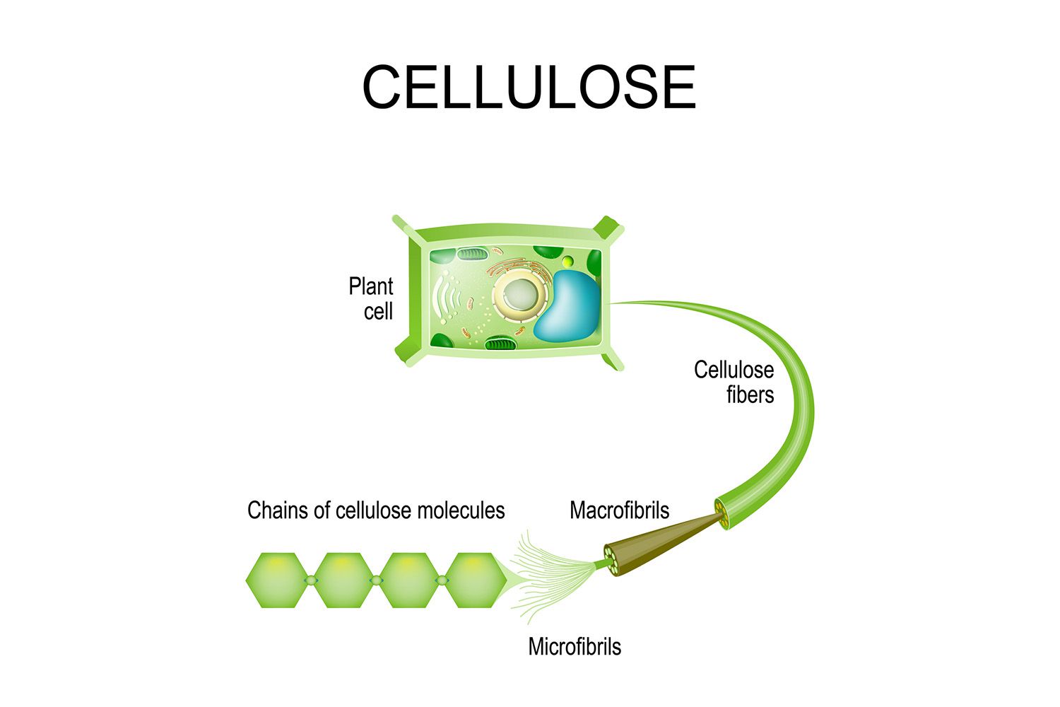 <p>What basic molecule makes up the structural part of the cell?</p>