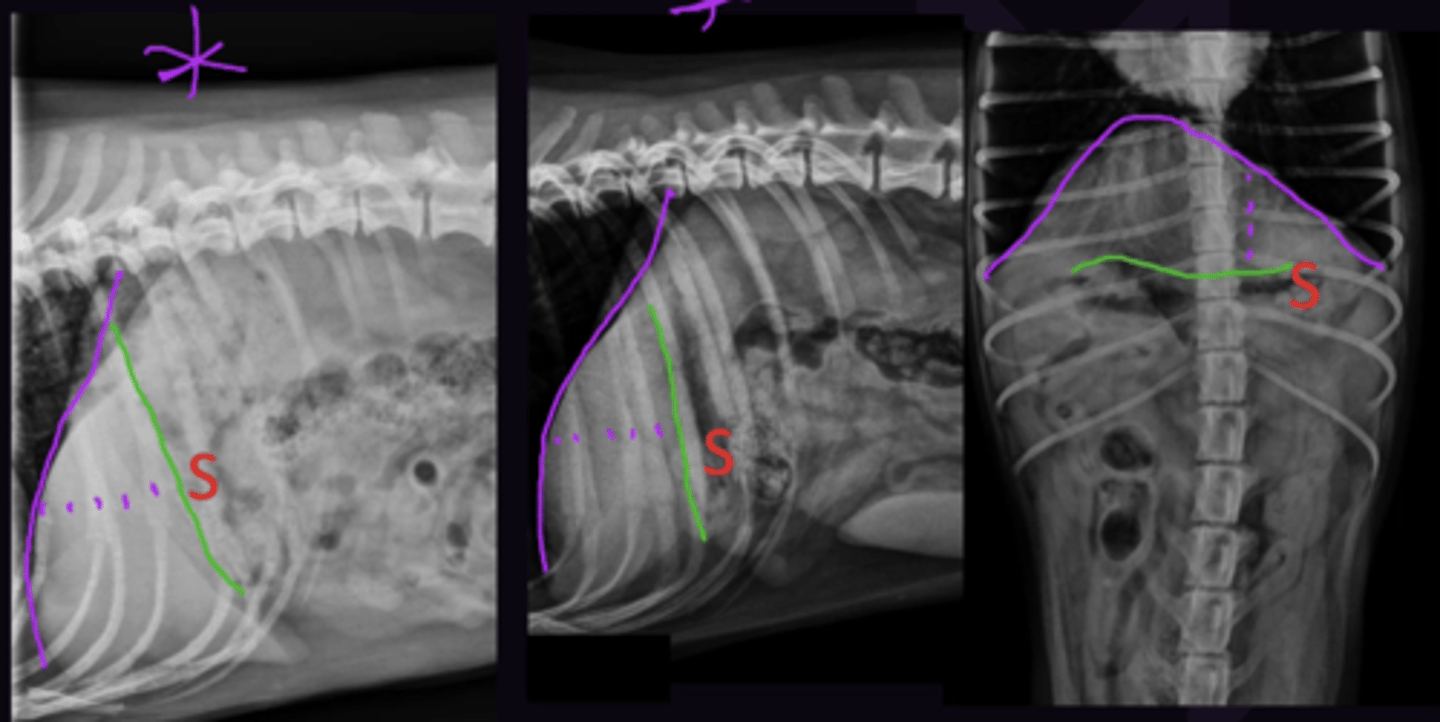 <p>1. Diaphragm</p><p>2. Stomach (Follow the liver caudally from the diaphragm until some gas is seen, which is gas in the stomach)</p><p>3. Asses Gastric Axis + caudoventral margin (rounded margin indicates hepatomegaly)</p><p>4. Subjective. Asses if liver is normal size + that liver extends from diaphragm to stomach (Stomach is "U" shaped if liver is large)</p>