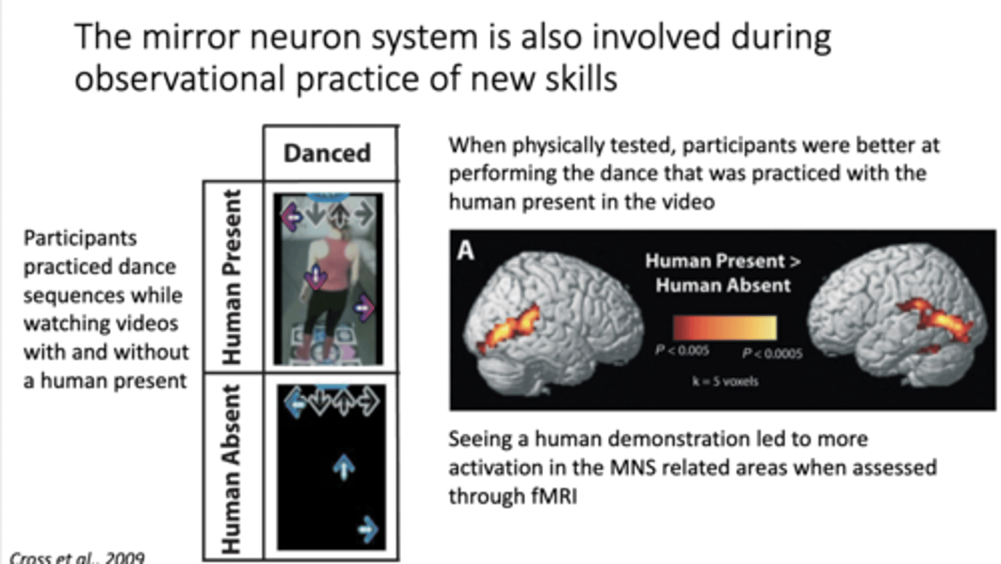 <p>observational practice of <strong>new</strong> skills</p>